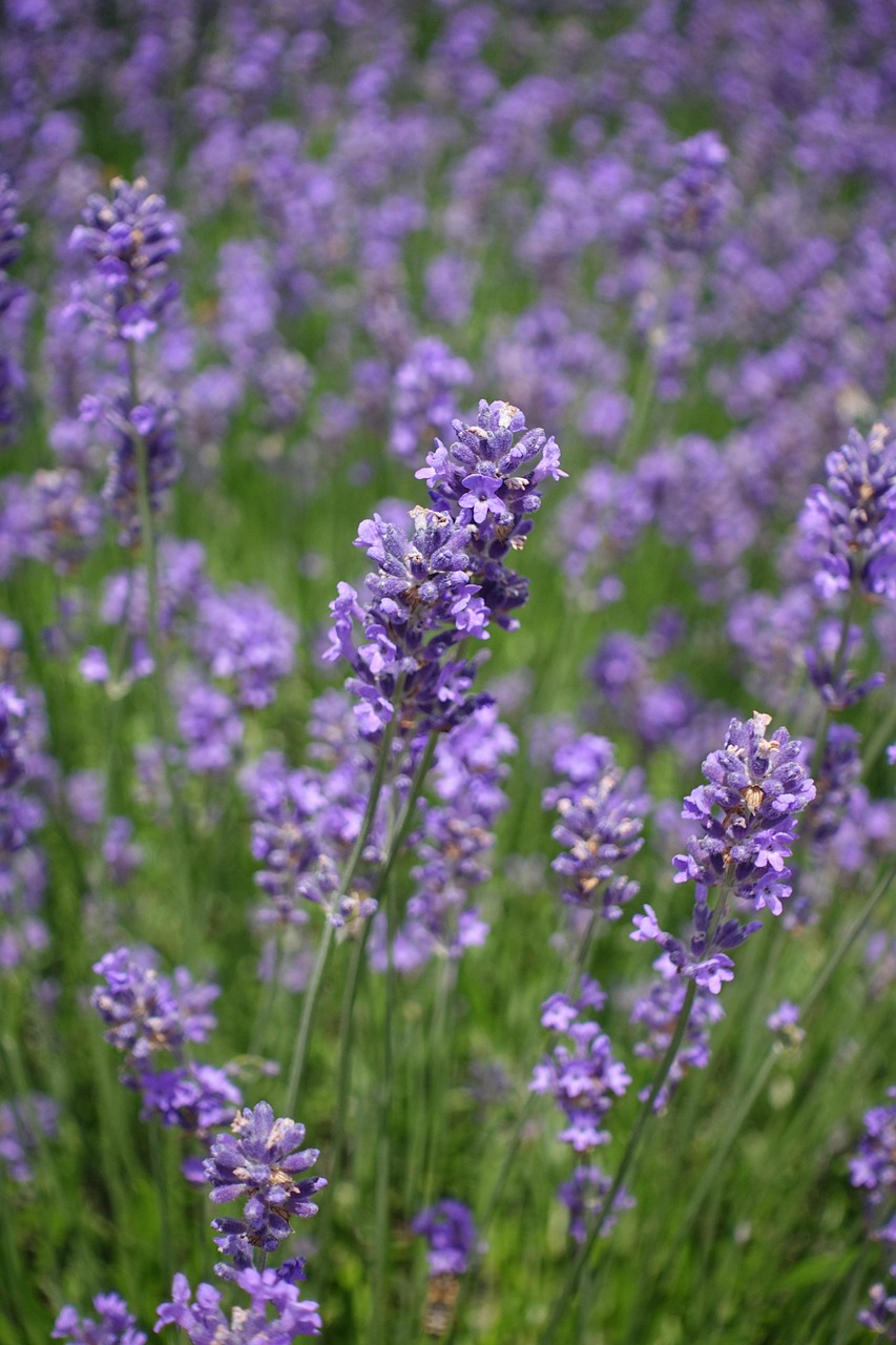 Home lavender, flower, nature, flower background, lavender field, blossoms, flower wallpaper, flora, beautiful flowers, floral, lavender flowers