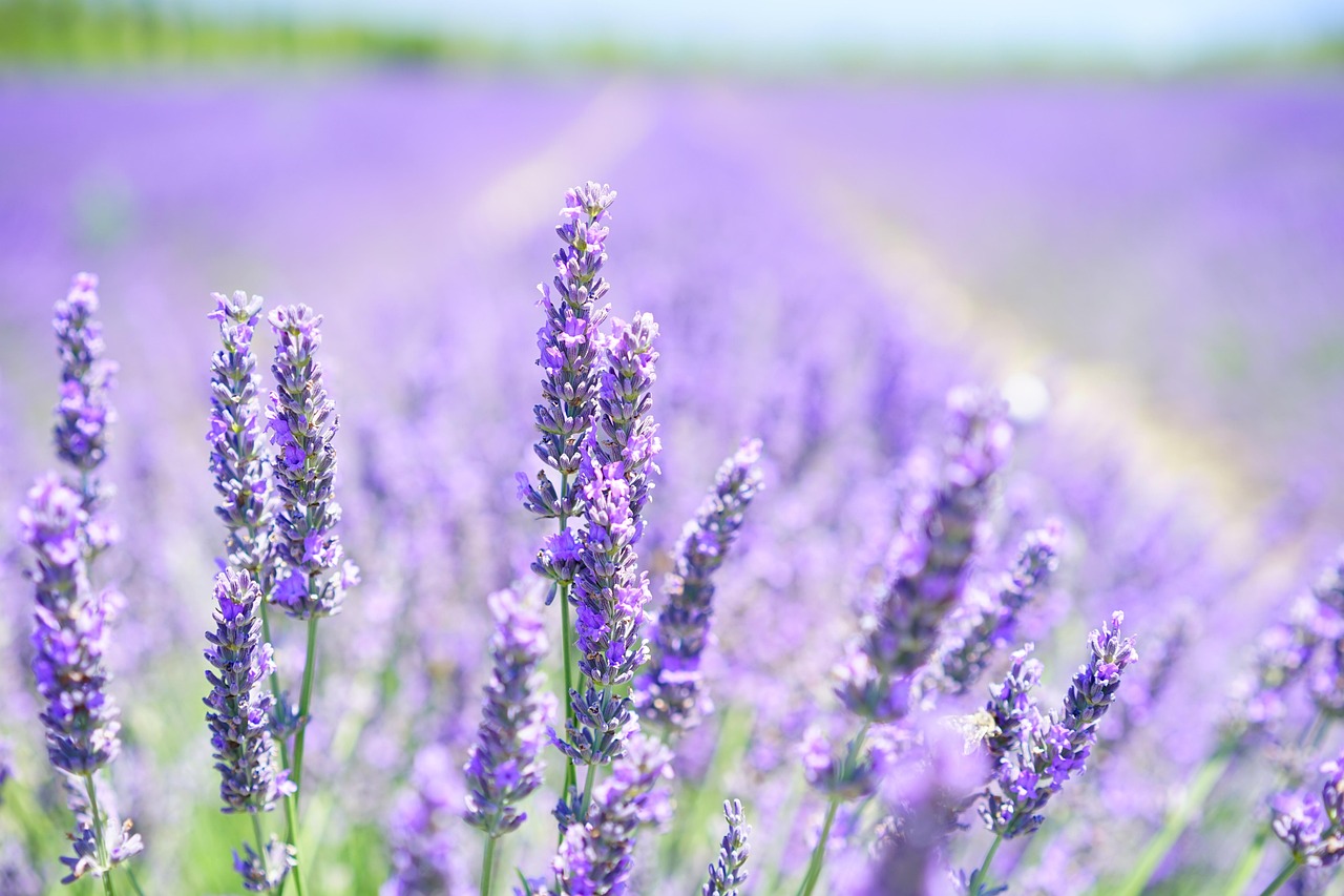 Home lavender, beautiful flowers, flowers, field, bloom, blossom, flower wallpaper, plant, flora, aromatic, fragrance, lavender blossom, lavender field, lavender cultivation, lavendula, lamiaceae, scented plant, medicinal plant, fragrant, garden flowers, herbs, lavender meadow, summer, flower background, garden, nature