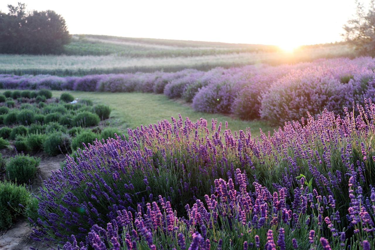 Home lavender, flowers, field, flower background, sunrise, purple flowers, hd wallpaper, bloom, plants, landscape, beautiful flowers, meadow, nature, summer, flower wallpaper