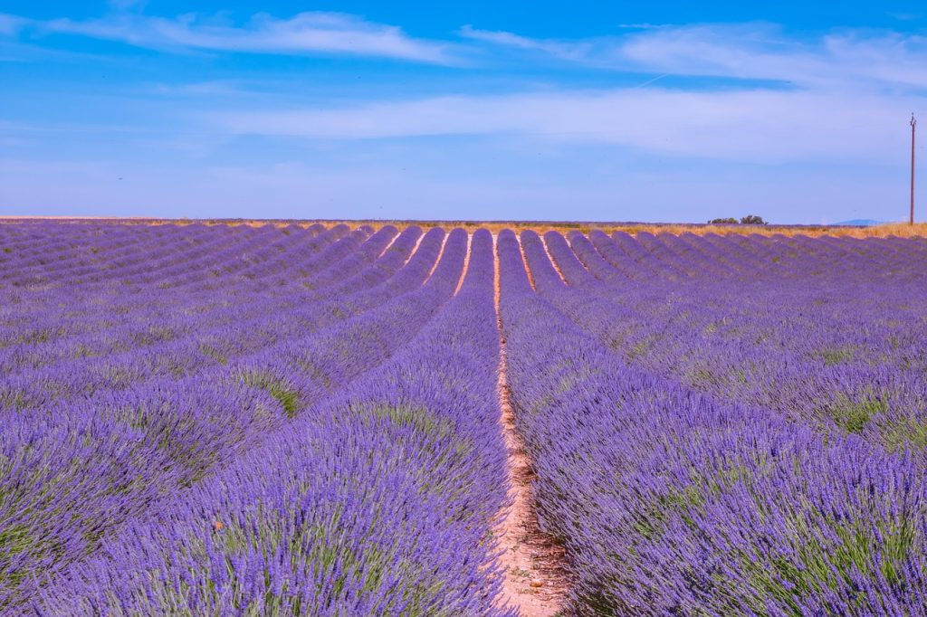 lavender, lavender field, flower wallpaper, france, provence, violet, purple, nature, flora, fragrance, flower, beautiful flowers, flower meadow, summer, herbs, lavender flowers, flower background, fragrant plant, lavender cultivation