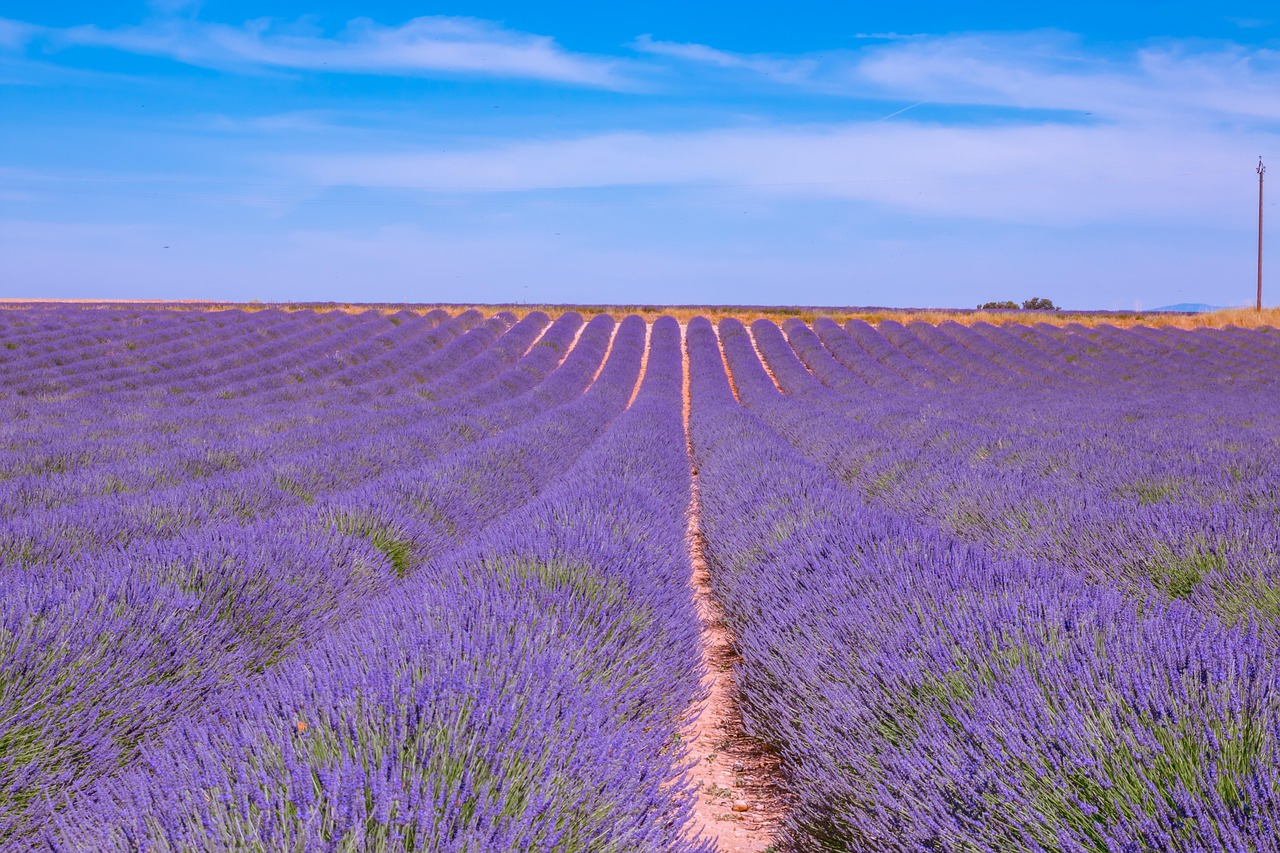 Home lavender, lavender field, flower wallpaper, france, provence, violet, purple, nature, flora, fragrance, flower, beautiful flowers, flower meadow, summer, herbs, lavender flowers, flower background, fragrant plant, lavender cultivation