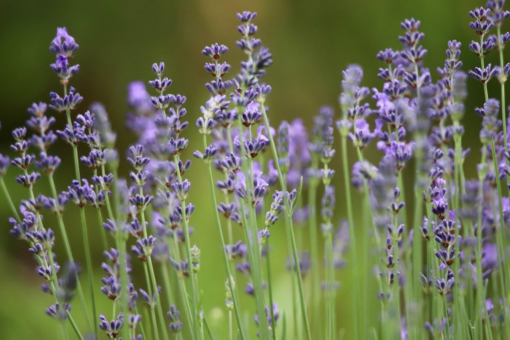 lavender, lavender flowers, lavender field, inflorescences, purple flowers, medicinal herb, fragrance