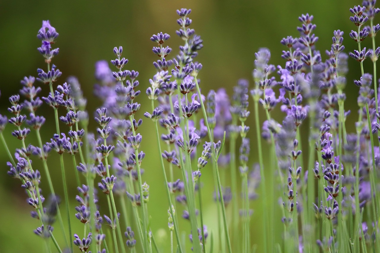 Home lavender, lavender flowers, lavender field, inflorescences, purple flowers, medicinal herb, fragrance