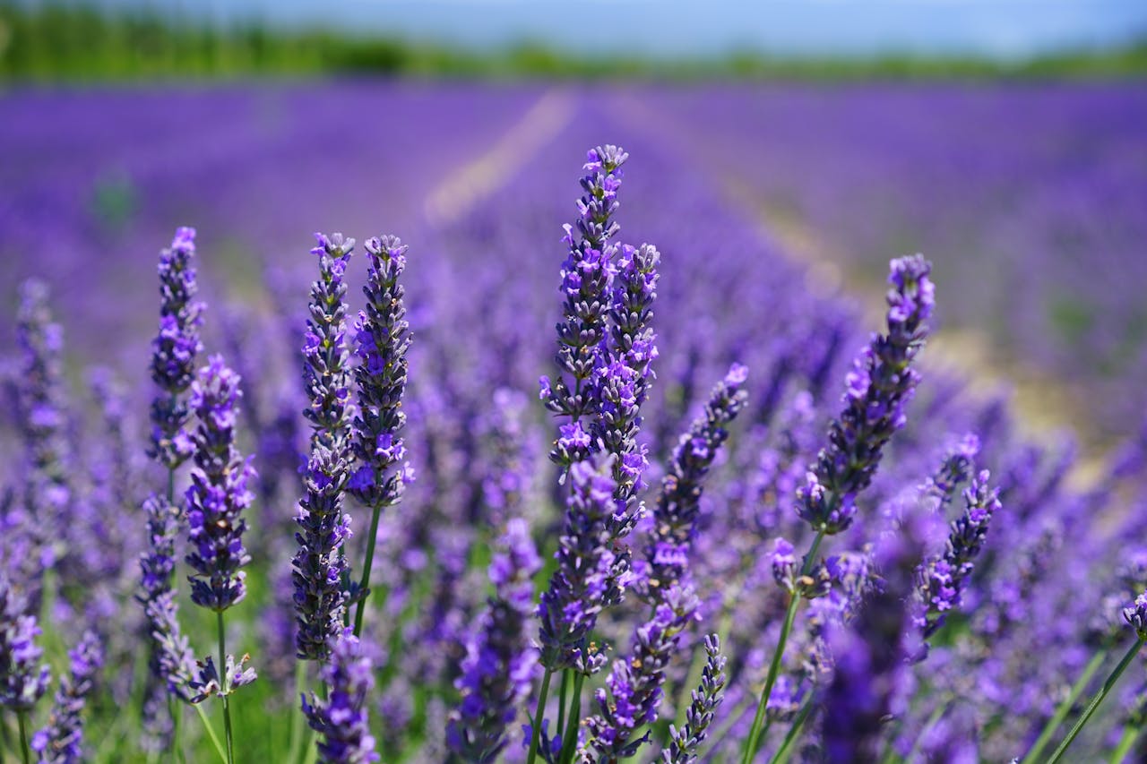 services-03 Vibrant purple lavender field in full bloom under a clear blue sky, capturing natures beauty and tranquility.